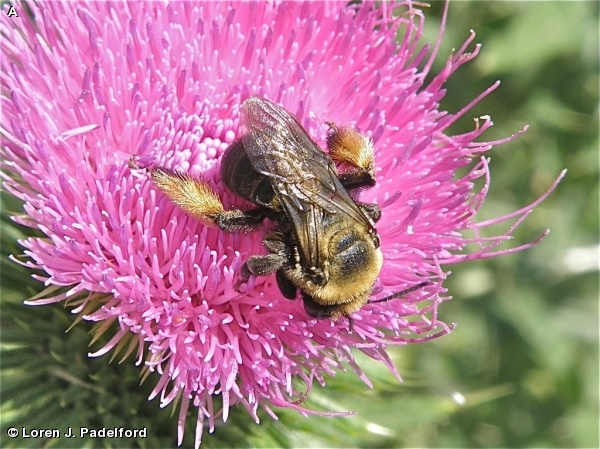 THISTLE LONG-HORNED BEE
