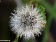 SPINY SOW THISTLE