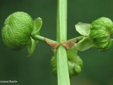 COMMON ARROWHEAD