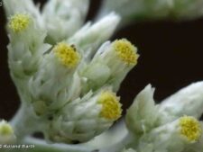 FRAGRANT CUDWEED