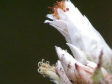 FRAGRANT CUDWEED