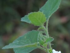 HAIRY NIGHTSHADE