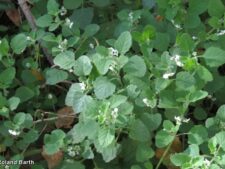 HAIRY NIGHTSHADE