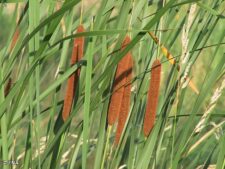 NARROW-LEAVED CAT-TAIL
