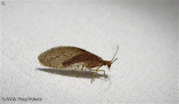 BROWN LACEWING