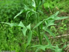 TALL HEDGE MUSTARD