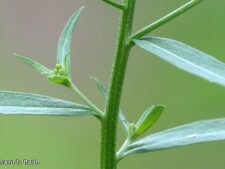 WORMSEED WALLFLOWER