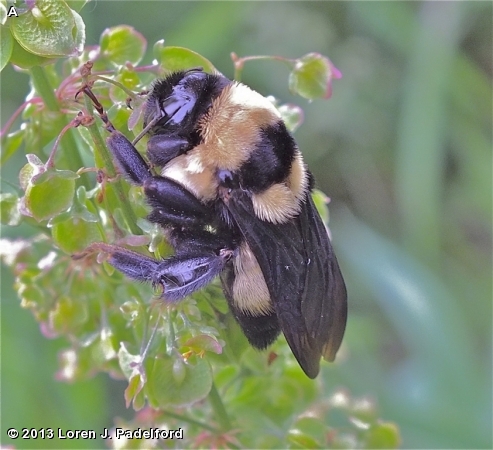 SOUTHERN PLAINS BUMBLE BEE