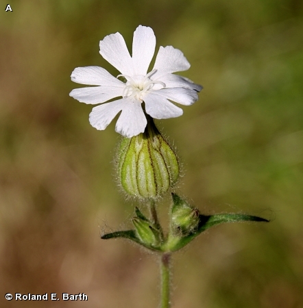 WHITE CAMPION