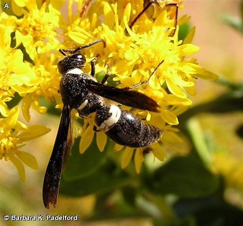 FOUR-TOOTHED MASON WASP