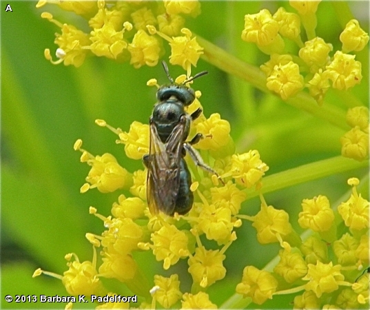 SMALL CARPENTER BEE SP.