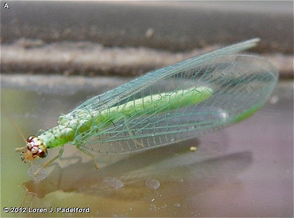 GOLDEN-EYED LACEWING