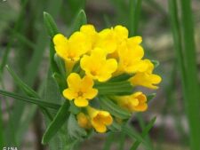 HOARY PUCCOON
