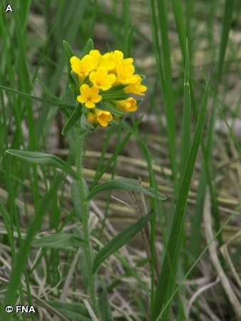 HOARY PUCCOON