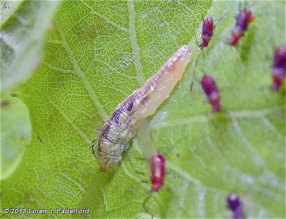 SYRPHID FLY LARVA