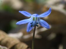 SIBERIAN SQUILL