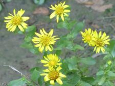 CURLY CUP GUMWEED