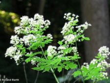 MEADOW RUE