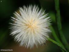 COMMON SOW-THISTLE