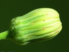 COMMON SOW-THISTLE