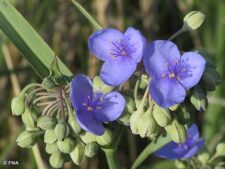 OHIO SPIDERWORT