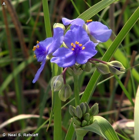 OHIO SPIDERWORT