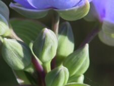 OHIO SPIDERWORT