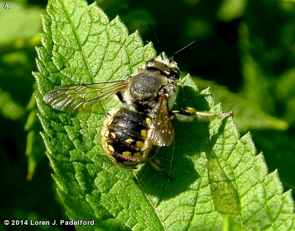 EUROPEAN WOOL-CARDER BEE