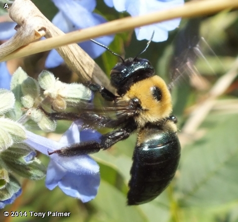 EASTERN CARPENTER BEE