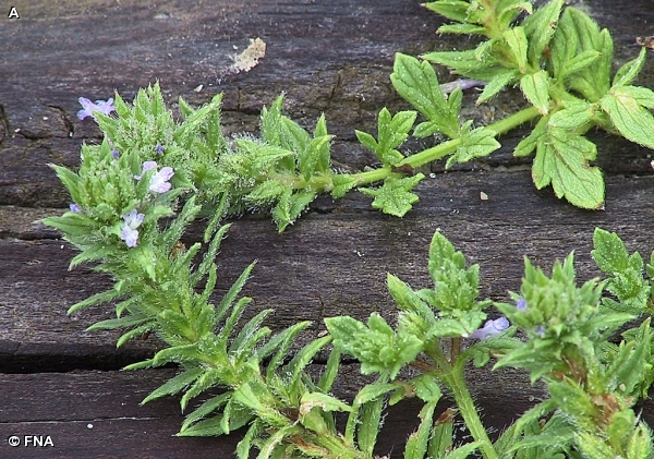 PROSTRATE VERVAIN