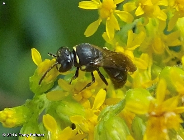 MODEST MASKED BEE