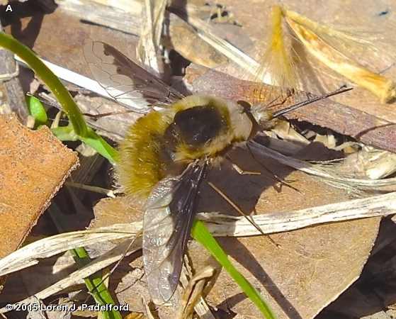 GREATER BEE FLY