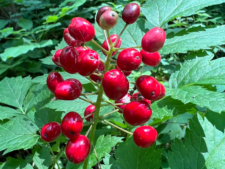 Red Baneberry