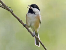 Black-capped Chickadee