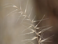 BOTTLEBRUSH GRASS