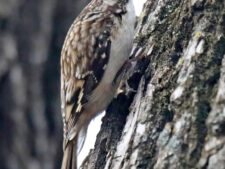 Brown Creeper