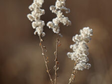 CANADA GOLDENROD