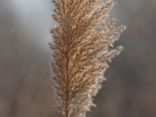 COMMON REED