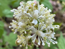 Red Baneberry