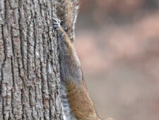 Gray Squirrel