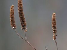 GIANT HYSSOP