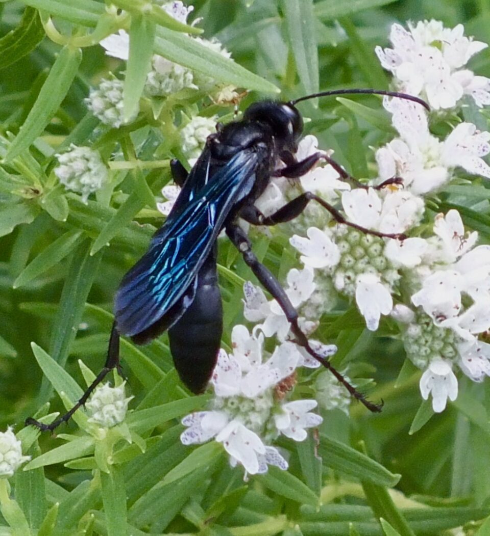 GREAT BLACK WASP - Fontenelle Forest Nature Search : Fontenelle Forest ...