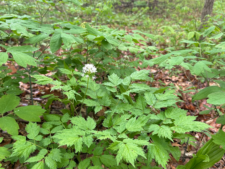 Red Baneberry