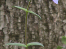 TIMBER PHLOX