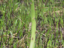 WILD ASPARAGUS