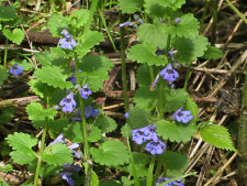 GROUND IVY