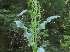 CURLY DOCK