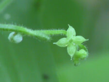 LICORICE BEDSTRAW