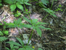 CLUSTERED BLACK SNAKEROOT