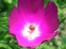 PURPLE POPPY MALLOW